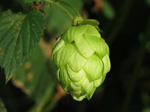malt